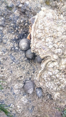 Littorina littorea