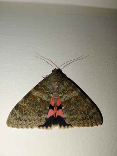 French Red Underwing