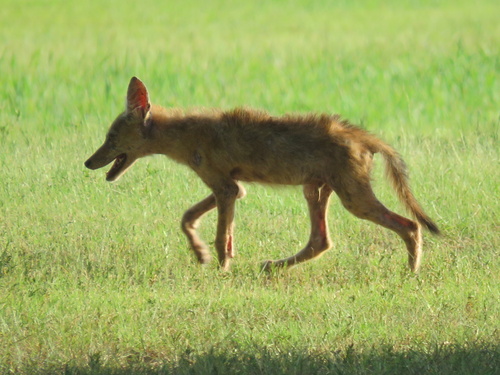 Coyote