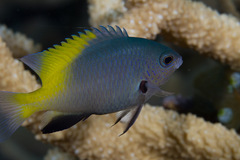 Pomacentrus nigromanus