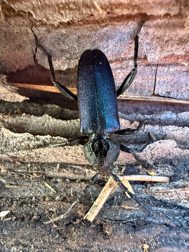 iNaturalist observation photo of Semanotus amethystinus