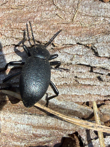 iNaturalist observation photo of Blapylis