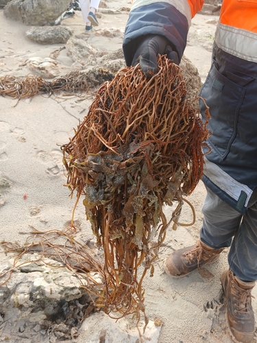 Giant Kelp