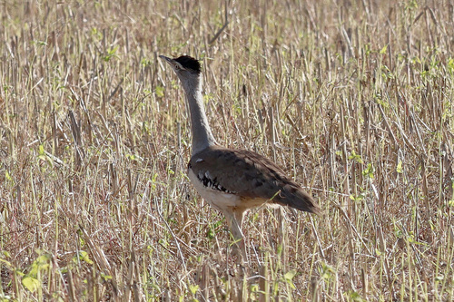 Australian Bustard