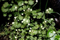 Romanzoffia sitchensis