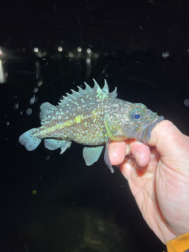 China rockfish (Sebastes nebulosus) — Sebastidae — 3
