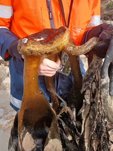 Australian Bull Kelp