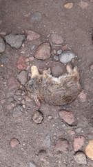 Sylvilagus andinus