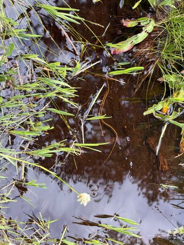 iNaturalist observation photo of Garter Snakes