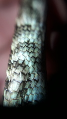 Stenocercus guentheri