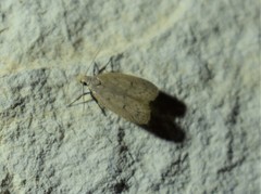 Inga obscuromaculella
