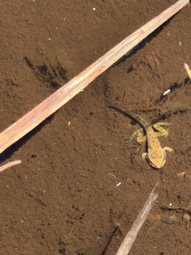 iNaturalist observation photo of Pacific chorus frog