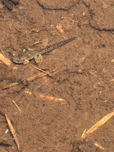 iNaturalist observation photo of Pacific chorus frog