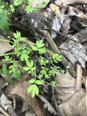 Phacelia ranunculacea