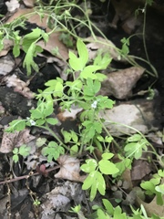 Phacelia ranunculacea