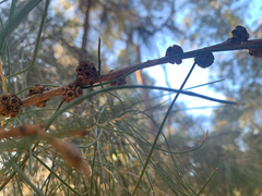 Melaleuca teretifolia