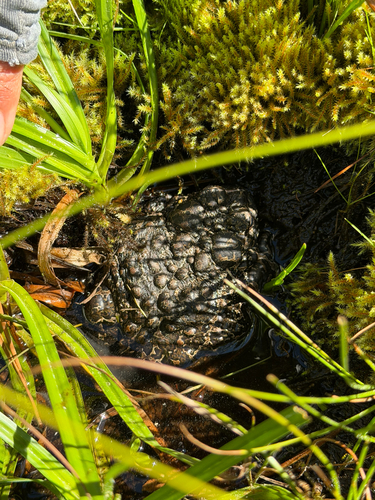 iNaturalist observation photo of Yosemite Toad