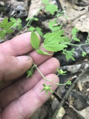 Phacelia ranunculacea