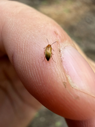 iNaturalist observation photo of Water, Rove, Scarab, Long-horned, Leaf, and Snout Beetles