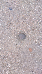 Cerastoderma edule