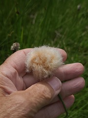 Eriophorum chamissonis, photograph author not stated, no rights reserved
