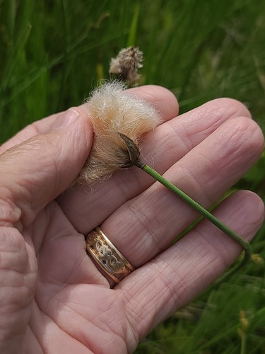 Eriophorum chamissonis, photograph 6