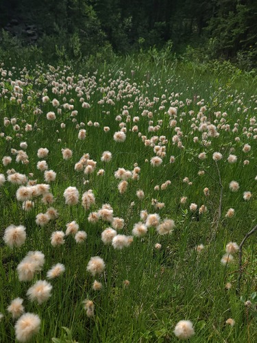 Eriophorum chamissonis, photograph 5