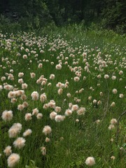 Eriophorum chamissonis, photograph author not stated, no rights reserved
