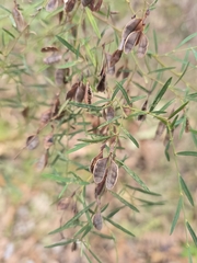 Bossiaea linophylla