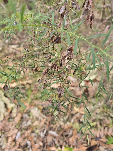 Bossiaea linophylla, photograph 2