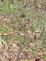 Bossiaea linophylla, photograph author not stated, no rights reserved