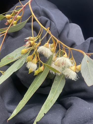 Yellow gum