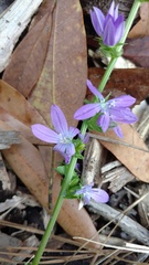 Triodanis biflora
