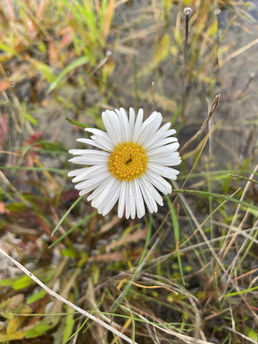 swamp daisy