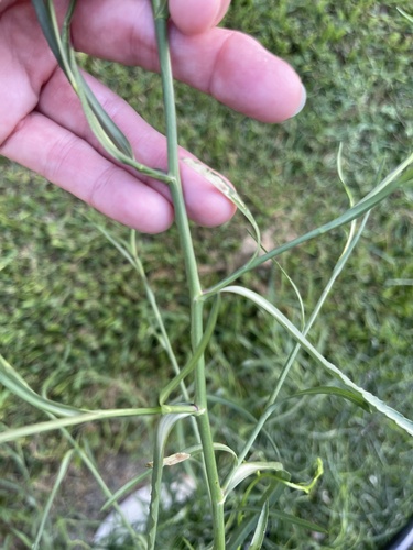 Spiny Chloracantha