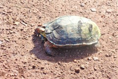 Rhinoclemmys pulcherrima rogerbarbouri