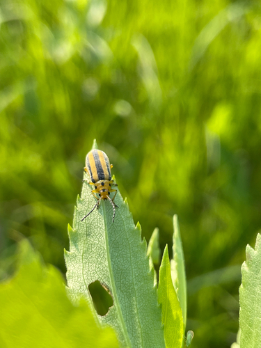 Goldenrod Leaf Beetle