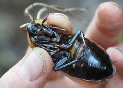 Blaberus parabolicus