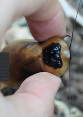 Blaberus parabolicus