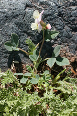 Trifolium eximium