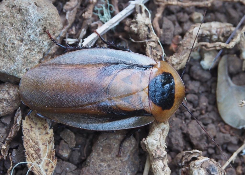 Peruvian Black Head Roach