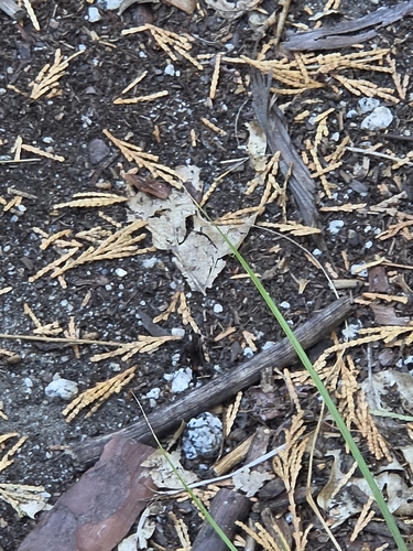iNaturalist observation photo of Common Thread-waisted Wasp