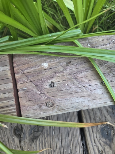 iNaturalist observation photo of Formica neorufibarbis