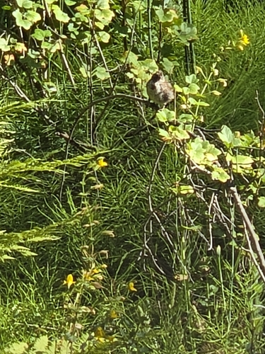 iNaturalist observation photo of White-crowned Sparrow
