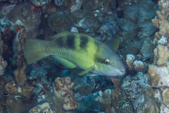 Scarus dimidiatus