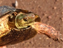 Rhinoclemmys pulcherrima rogerbarbouri