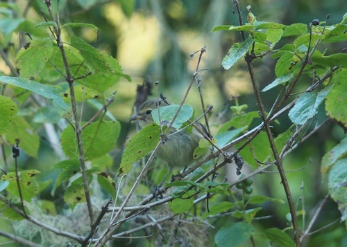 Grey Warbler-Finch (Certhidea fusca), photo 6