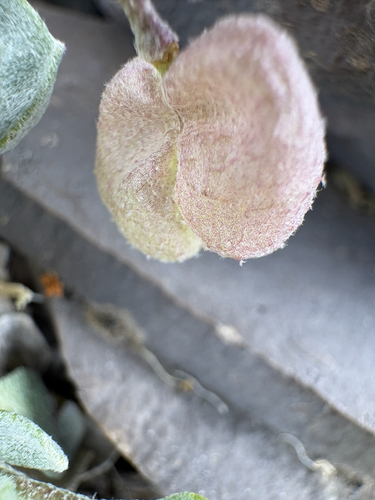 Physaria didymocarpa, photograph 6
