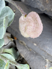 Physaria didymocarpa, photograph (c) Jess Kowalski, some rights reserved (CC BY)