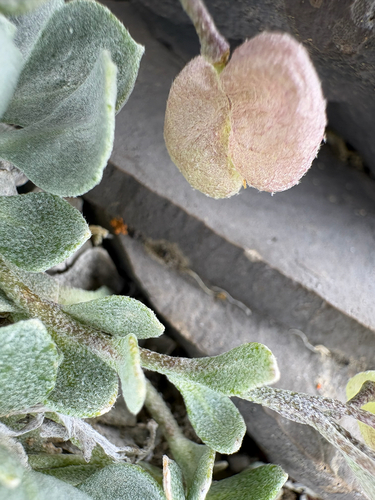 Physaria didymocarpa, photograph 5